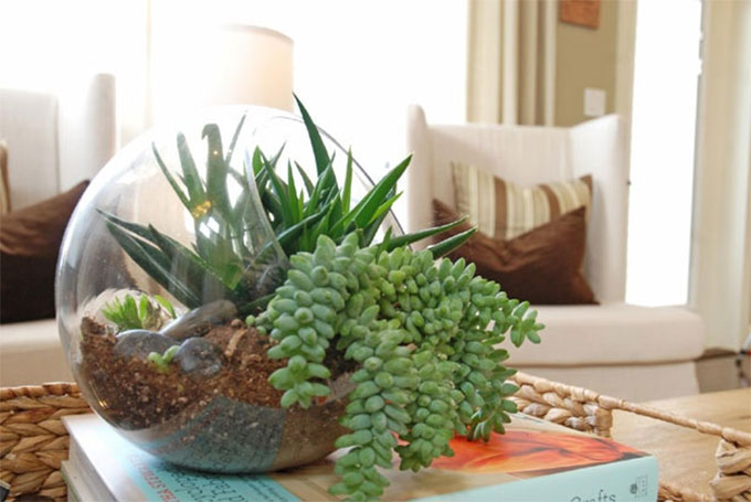 Primer za biljke za stan u sobi