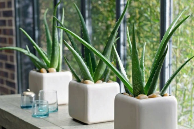 detalj-zelenila-u-stanu