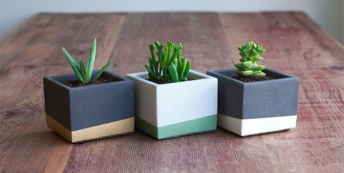 mini-biljke-za-sto