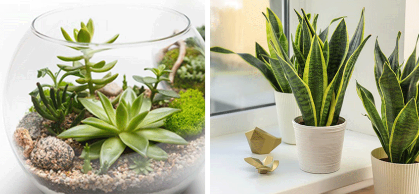 Ideje za poklon uvek mogu biti dobre sobne biljke