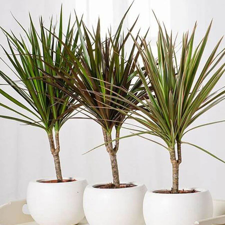 Ukrasne biljke upotpunjuju stil u enterijeru