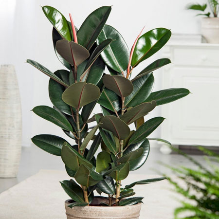 Opremanje enterijera dobija finalni izgled sa biljkama.